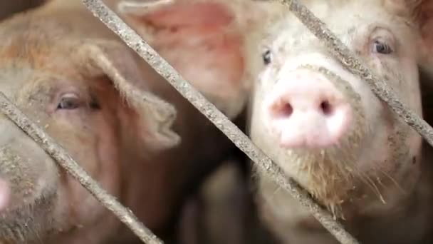 Groep Varkens Het Erf Fokkerij Varkensboerderij Jong Varken Stal — Stockvideo