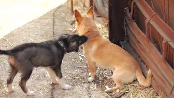 Dwa Bezdomne Młode Psy Bawiące Się Podwórku — Wideo stockowe