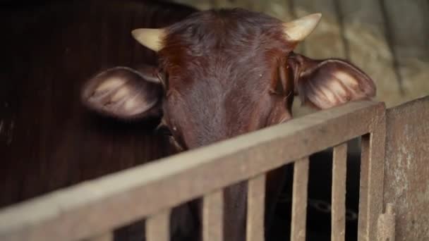 Vaca Doméstica Marrón Establo — Vídeos de Stock