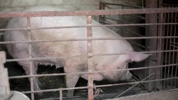 One Pig Farm Yard Breeding Pigs Farm Old Pig Shed — Stock Video