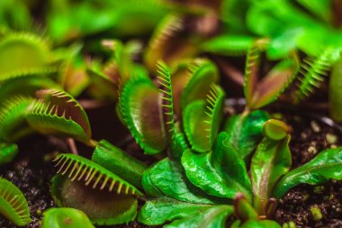 Bir seradaki etobur bitkileri kapatın.