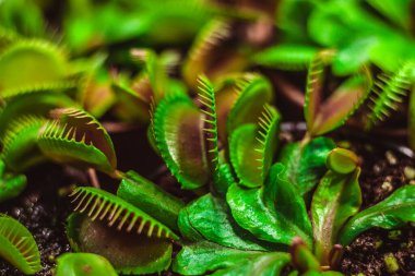 Bir seradaki etobur bitkileri kapatın.