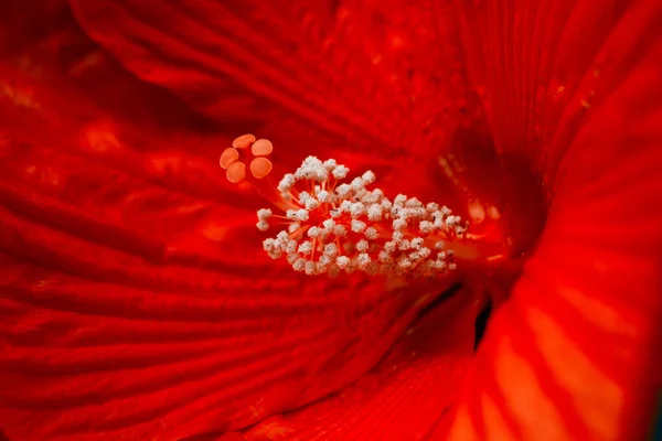 Roter Hibiskusbusch Schöne Rote Blumen Horizontale Sommerblumen Kunst Hintergrund Blumenhintergrund — Stockfoto