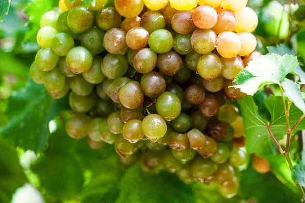 Photo Rapprochée Bouquet Raisins Blancs Crus Dans Vignoble Aliments Naturels — Photo