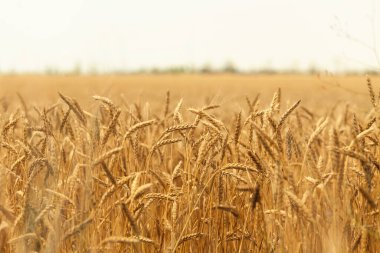 Olgun buğday kulakları. Buğday tarlası. Bulutlu mavi gökyüzü. Olgun buğdayın yaz hasadı. Altın kulaklar. Tarım. Kırsal kesimde mısır tarlası. Hasat için hazır