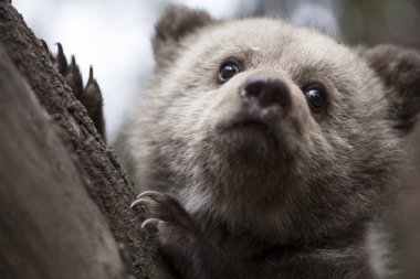 Yavru ayı yakın çekim ağacında kabuk pençeleri ile aşağıdan