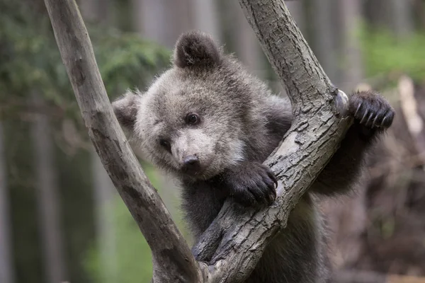 Urso Filhote Subiu Treelooking Longe Câmera Para Baixo — Fotografia de Stock