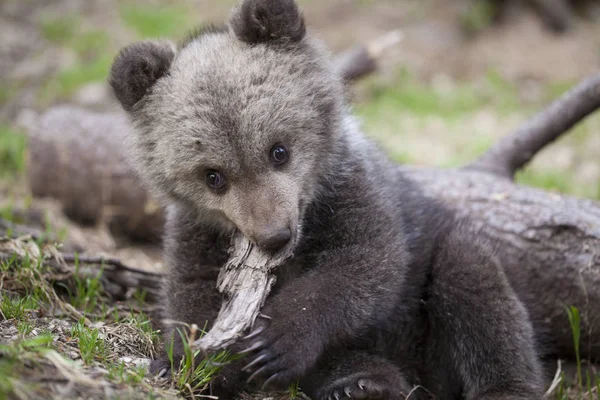 Adorable Lindo Bebé Oso Cachorro Mordiendo Pedazo Madera Mirando Cámara — Foto de Stock