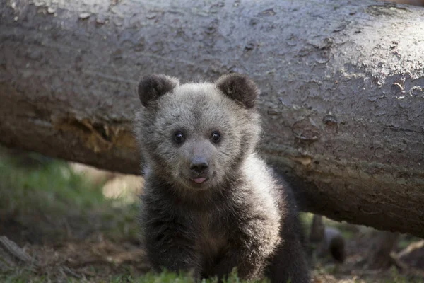 kameraya bakarak ve dil gösterilen bebek ayı yavrusu
