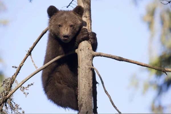 Urso Filhote Climed Até Uma Árvore Abraçando Olhando Para Câmera — Fotografia de Stock