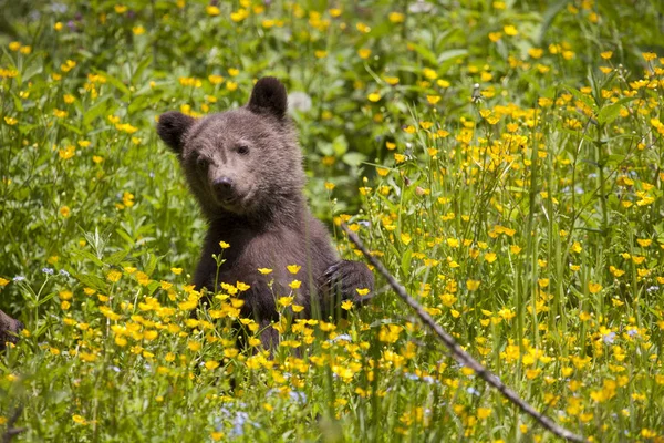 Ведмідь Кубик Сонячному Квітковому Полі Жовтими Рослинами Розквіті Один — стокове фото