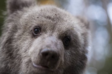 çok kısa mesafede kameraya bakıyor bebek ayı yavrusu makro yakın çekim