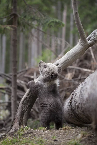 Bebê Urso Filhote Olhando Para Cima Dois Pés Patas Uma — Fotografia de Stock