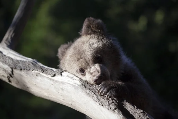 Bebê Urso Filhote Mordendo Árvore Segurando Com Garras Brach Dia — Fotografia de Stock