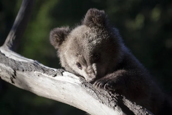 ağaç üzerinde ısırma ve pençeleri brach ile güneşli günde tutarak bebek ayı yavrusu