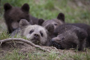 bebek ayı birlikte sarılma ve uyuyorum çim zemin paket