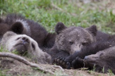 birkaç yerde bir paket içinde birlikte uyku yavrularını ayı 
