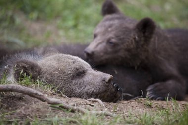 ayı yavrusu kardeşler gözleri clsoed kadar yakın yerde yatıyor