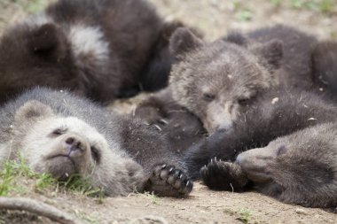 dört yavrularını uyurken yere cudled birlikte yağmurlu günde ayı