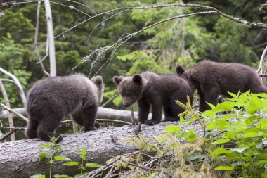 kameraya bakarak üzerinde yeşil orman düşmüş bir ağaç üzerinde yürüyen üç ayı yavrularını