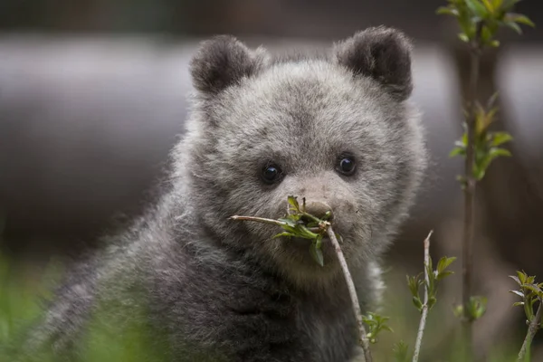 Adorável Bonito Bebê Urso Filhote Cheirando Uma Planta Com Nariz — Fotografia de Stock