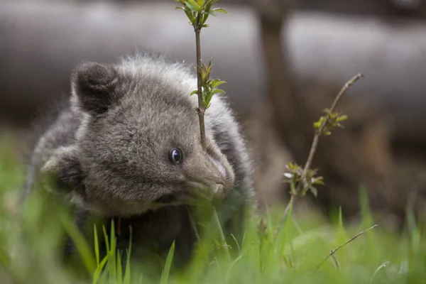 熊幼崽婴儿吃植物在绿色草拿着头侧身 — 图库照片