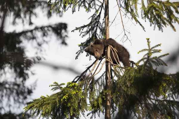かわいい赤ちゃんクマの子のトウヒの木だけを見下ろして立ち往生 — ストック写真
