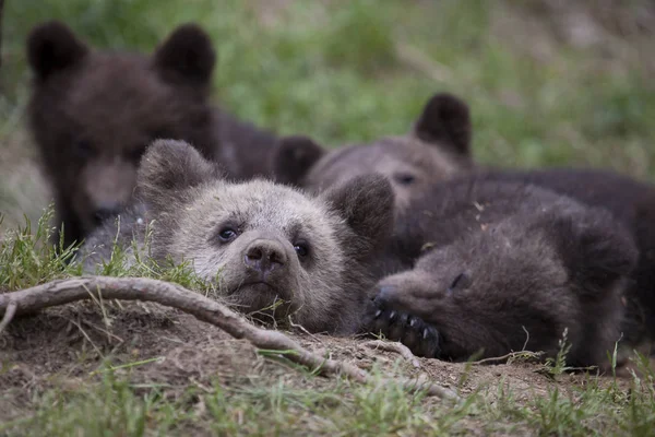 bebek ayı birlikte sarılma ve uyuyorum çim zemin paket