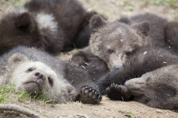 dört yavrularını uyurken yere cudled birlikte yağmurlu günde ayı