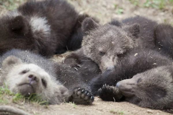 Bebé Marrón Oso Cachorros Dormido Suelo Paquete Piel —  Fotos de Stock