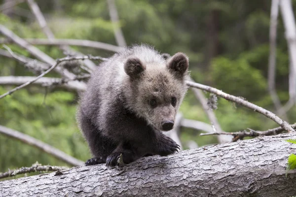 Bear Cub Fallna Träd Passage Ben Tittar Kameran Rädd Och — Stockfoto