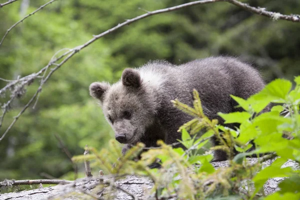 Filhote Urso Marrom Floresta Verde Andando Sobre Abeto Derrubado — Fotografia de Stock