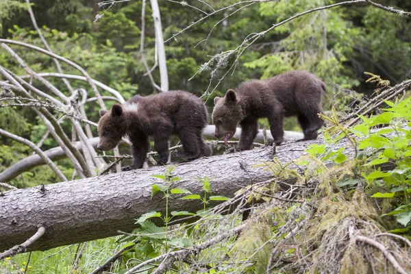 Esneme dışarı yeşil orman dilinde düşmüş ağaç üzerinde yürüyen kahverengi ayı yavrusu kardeşler