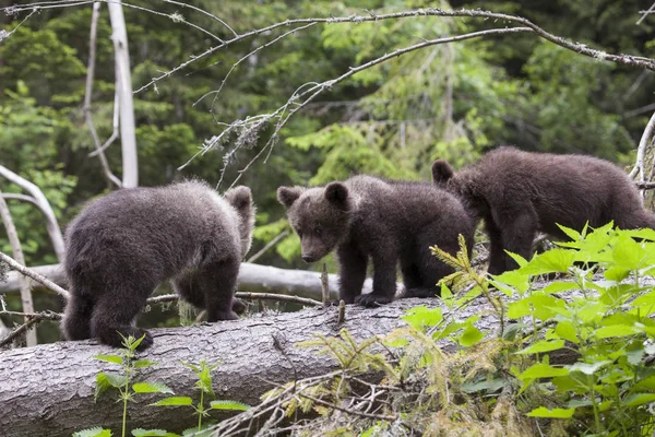 kameraya bakarak üzerinde yeşil orman düşmüş bir ağaç üzerinde yürüyen üç ayı yavrularını