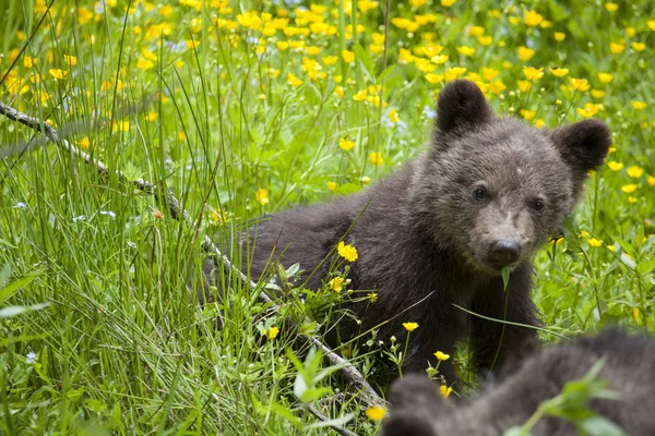 Ourson Dans Champ Luxuriant Fleurs Jaunes Regardant Caméra Herbe Verte — Photo