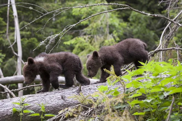 Baby Bear Cubs Walking Spruce Tree Green Forest Line Close Stock Image