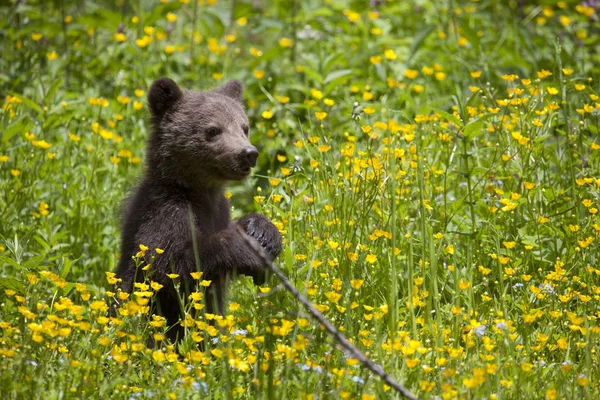 Baby Bear Dvou Nohou Oblasti Žlutý Květ Bujné Vegetace Uhýbaje — Stock fotografie