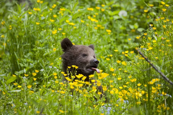 Αρκούδα Cub Κρατώντας Toungue Yellowand Πράσινο Λουλούδι Πεδίο Λιβάδι Μάτια — Φωτογραφία Αρχείου