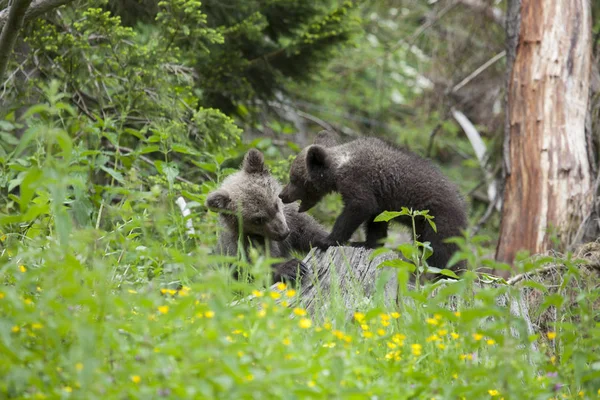 Oso Cachorro Hermanos Verde Campo Lucha Con Boca Abierta — Foto de Stock