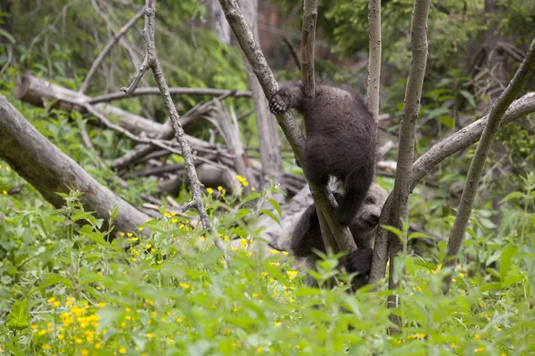 Ведмідь Брати Сестри Грають Зеленому Лісі Вгору Дерево Дивлячись Камеру — стокове фото