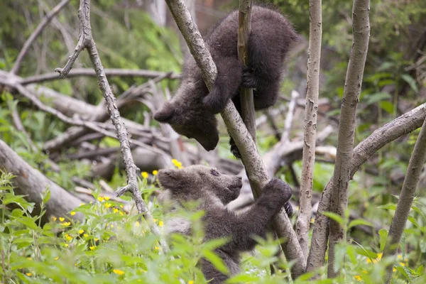 Hermanos Oso Cachorro Jugando Árbol Bosque Verde Exuberante Prado Con —  Fotos de Stock