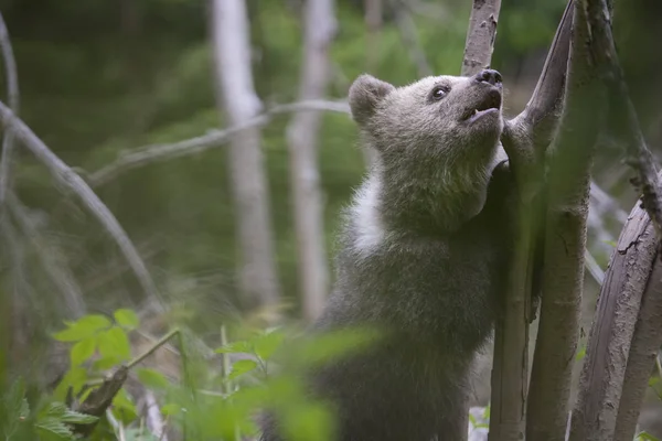 bear cub climbed up a tree in green forest looking up with mouth open
