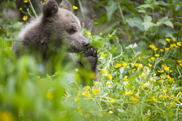 Bébé Ours Tenant Une Patte Dans Champ Vert Vif Jaune — Photo