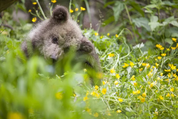 Μωρό Αρκούδα Cub Ξύσιμο Κεφάλι Φωτεινό Πράσινο Κίτρινο Λουλούδι Λιβάδι — Φωτογραφία Αρχείου