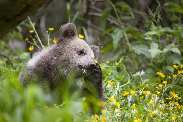 Ведмідь Кубик Подряпає Голову Рослиною Роті Зеленому Жовтому Яскравому Сонячному — стокове фото