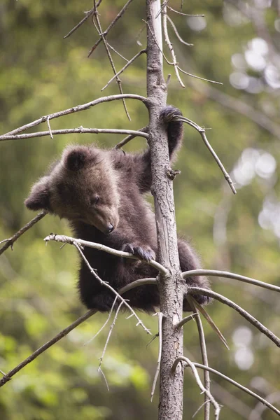 Urso Filhote Bebê Até Uma Árvore Abeto Olhando Para Baixo — Fotografia de Stock