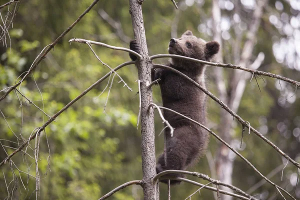 Urso Filhote Árvore Abeto Escalada Com Fundo Claro Dia Ensolarado — Fotografia de Stock