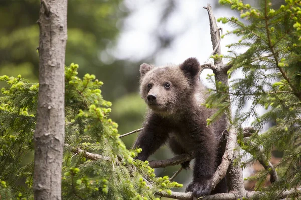 Bebê Urso Até Uma Árvore Com Grandes Olhos Floresta Abeto — Fotografia de Stock