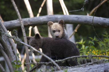 güneşli günde kameraya bakarak kardeş arka pençe tutunarak kalın ormanda yavrularını ayı