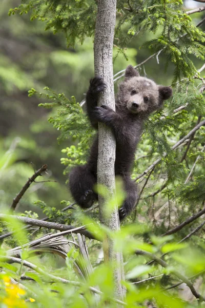 Urso Filhote Subiu Árvore Pendurado Wth Ambas Patas Para Abeto — Fotografia de Stock